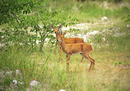 NAM_04_002