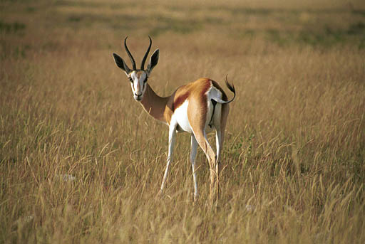 NAM_04_029