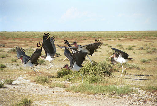 NAM_08_005