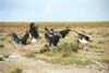 NAM_08_005