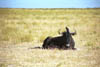 NAM_08_010