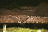 NAM_09_011